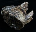 Woolly Mammoth Molar From North Sea #4418-4